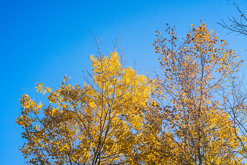 Yellow Birch Trees with a Blue Background