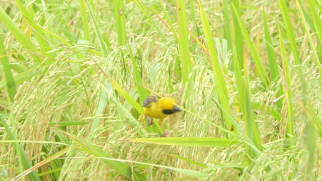 Asian Golden Weaver in nature.