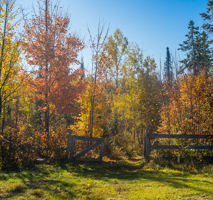 Autumn Landscape - Wooden Fence with Trees in the background