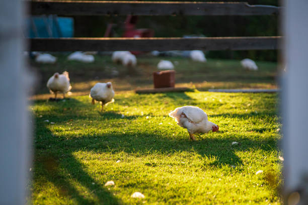 Poultry - Meat Birds Grazing