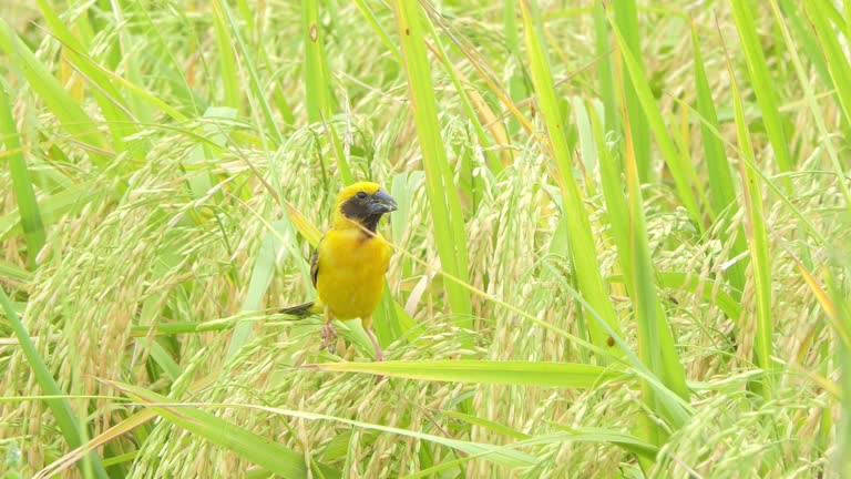 Asian Golden Weaver in nature.