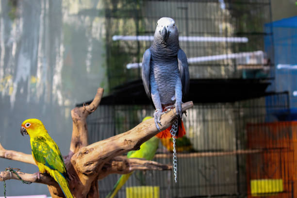 istock African Gray parrot and Sun Conure on a tree trunk 1433253650