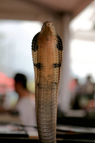 istock Cobra snake looks from the front 1433253993