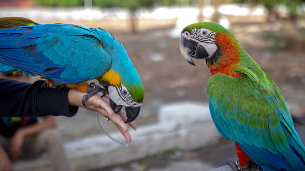 istock Two types of macaws. This bird has a long tail and has beautiful colors 1433254423