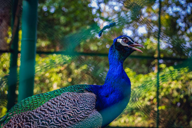 istock Portrait of beautiful peacock with feathers 1433259122