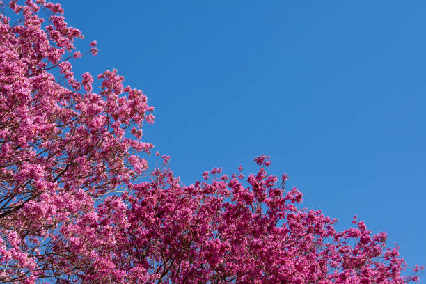 lapachos rosados florecieron, en la ciudad de rosario, argentina. septiembre 2022. - enzo fotografías e imágenes de stock