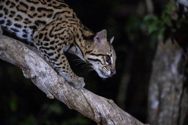istock Ocelot in a tree - Pantanal Brazil 1433262419