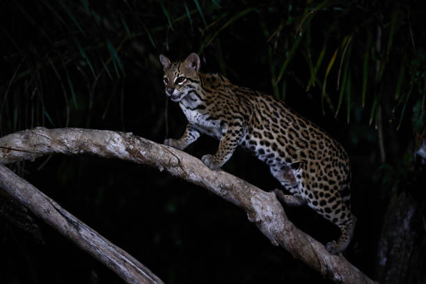 istock Ocelot on a curved branch - Pantanal Brazil 1433262466
