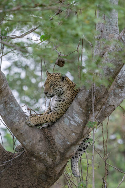 istock Jaguar in a tree - Pantanal, Brazil 1433262494