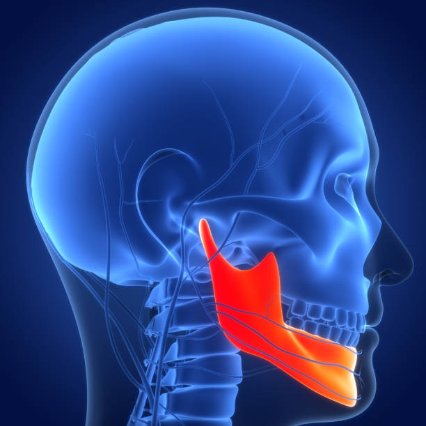 istock Human Skeleton System Skull Bone Parts Mandible Anatomy 1433262501
