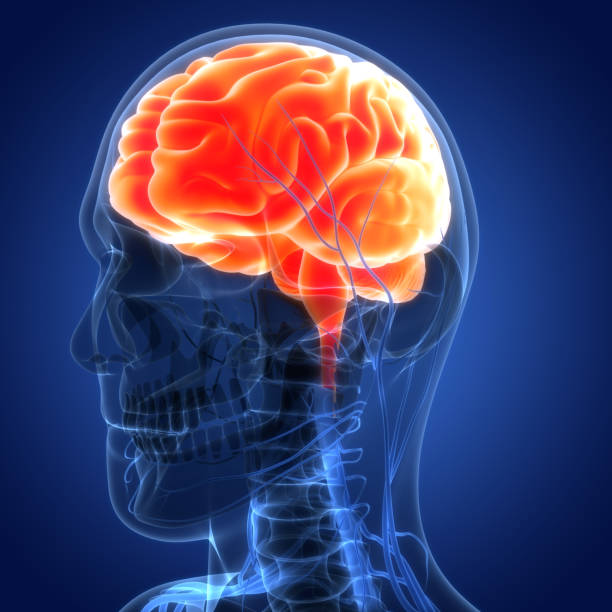 istock Central Organ of Human Nervous System Brain Anatomy 1433262508