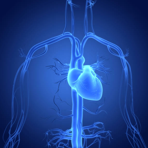 istock Human Circulatory System Heart Anatomy 1433262509