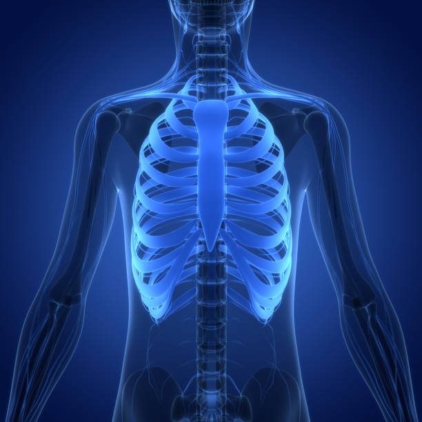 3D Illustration Concept of Human Skeleton System Rib Cage Bone Joints Anatomy