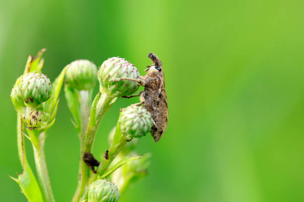 Small stink bug in grass weeds
