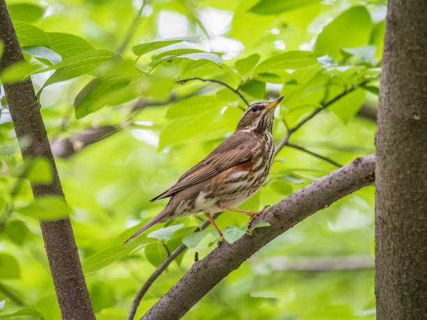 istock Wood bird Redwing, Turdus iliacus, sits on tree branch 1433268619