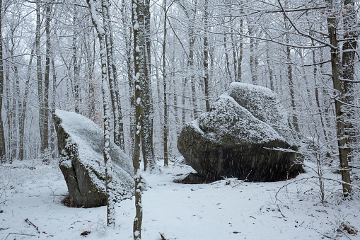 Pair of glacial boulders in a snowy woods at Case Mountain in Manchester, Connecticut, in an early March snowsquall.