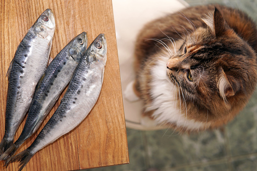 A cat looks at a three fishes on the table and wants to eat