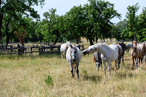 Herd of free horses in meadow