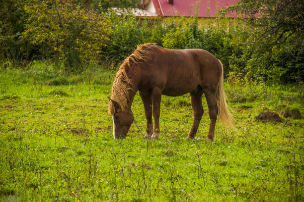 a bay horse eat the grass on the backyard