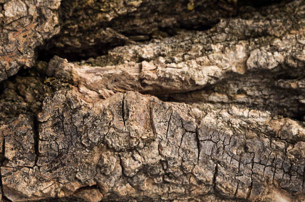 Close-up of tree bark. Natural background