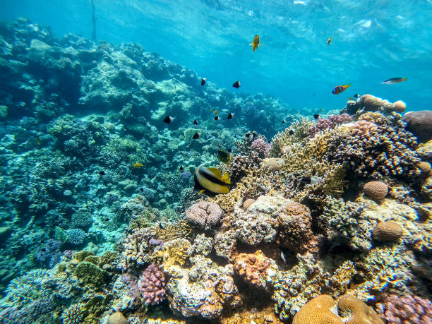 istock Red Sea bannerfish (Heniochus intermedius) at coral reef. 1433275531