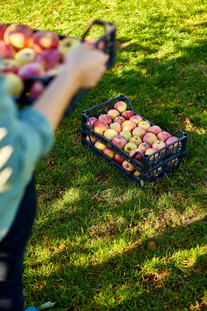 istock Woman hand holding a crate, box with aed ripe apples 1433282988