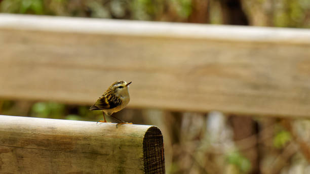 fusilero sentado momentáneamente en un puente de arroyo, parque nacional kahurangi, aotearoa / nueva zelanda. - kahurangi fotografías e imágenes de stock