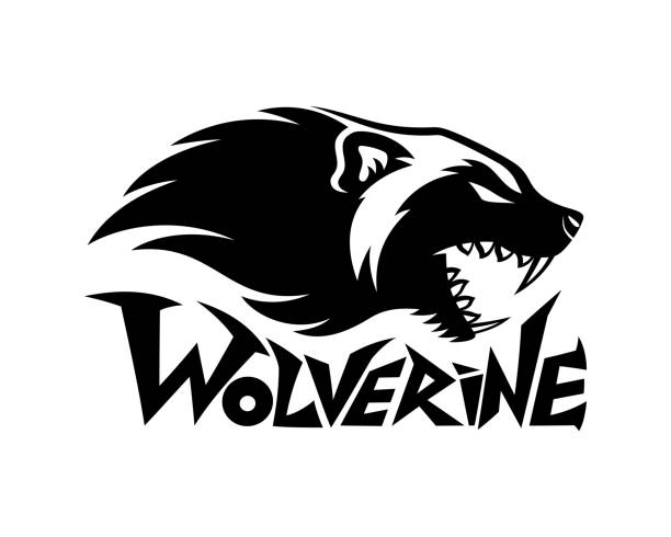 69 Drawing Of A Animal Wolverine Illustrations & Clip Art - iStock