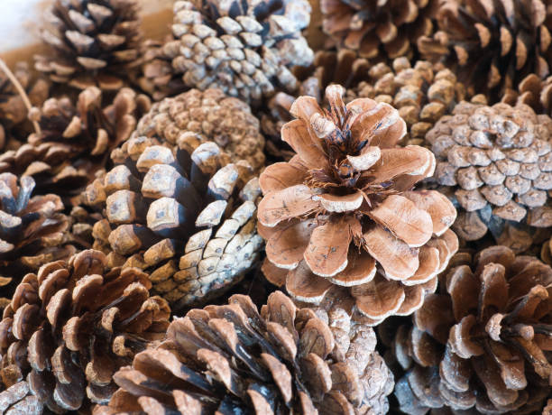 istock Closeup of several conifer cones in a heap. Focus on the foreground, blur effect, full frame 1433287135