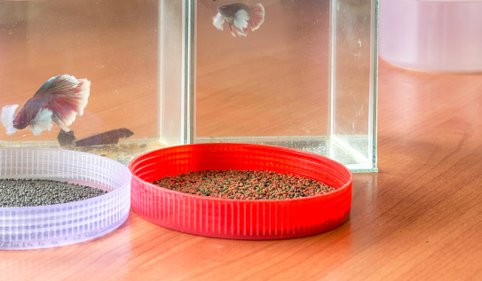 colorful fish feed in plastic cover is tempting little ornamental fishes in fish tank. Selective focus photo