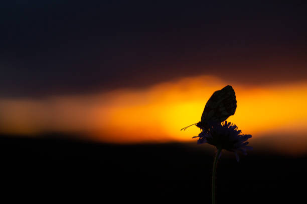 istock Beautiful butterfly in the evening during sunset 1433287459