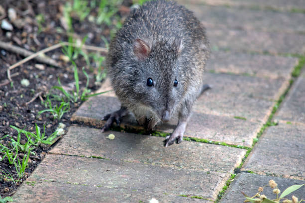 長い鼻のポトルーは灰色で、ネズミのように見えます - long nosed potoroo ストックフォトと画像