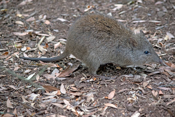 c’est une vue latérale d’un potoroo à long nez - long nosed potoroo photos et images de collection