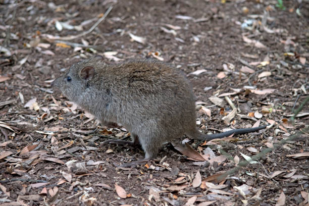 potoroo z długim nosem wygląda podobnie do szczura - potoroo zdjęcia i obrazy z banku zdjęć