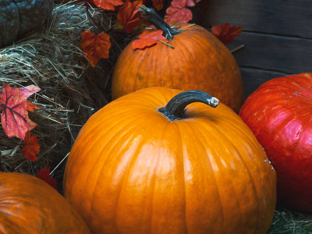 istock A large pumpkin in close-up. 1433289182
