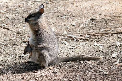 the tammar wallaby is a small marsupial with a grey coat and tan arms with white cheek stripes