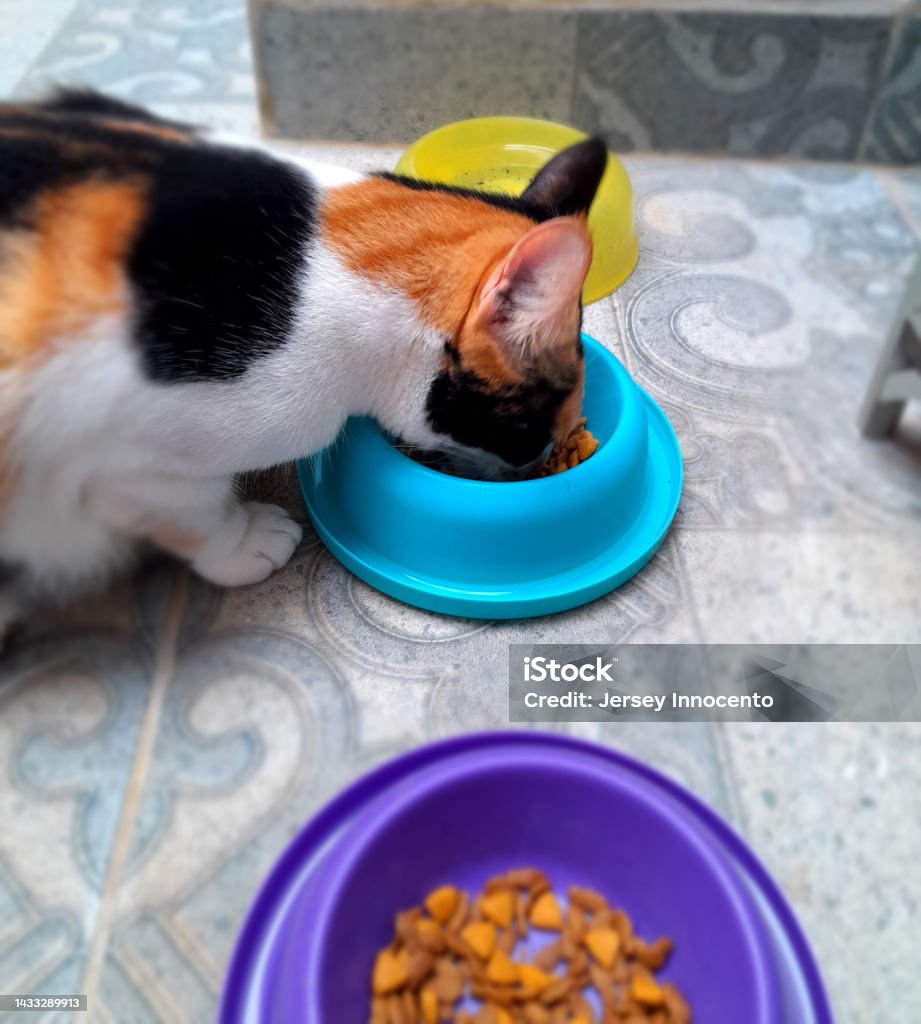 Cat eat Cat is eating the cat food Animal Stock Photo