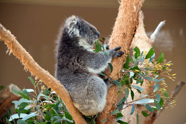 istock the koala is a grey marsupial with white fluffy ears that climbs trees 1433289952
