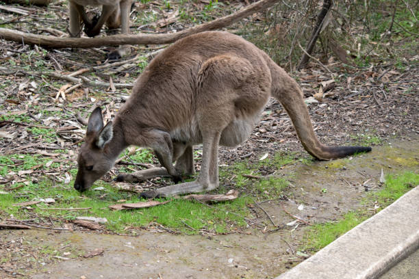 istock the western grey kangaroo is eating grass 1433290343
