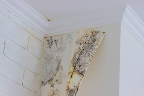 istock white wall with black mold. dangerous fungus that must be destroyed. 1433290473
