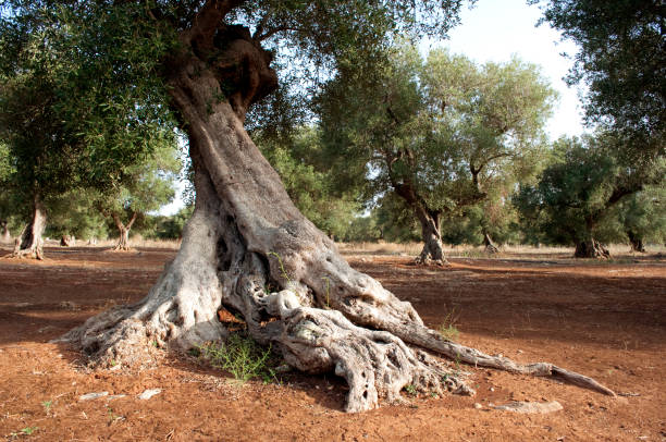 istock Ancient Olive Tree in Southern Italy Countryside 1433291381