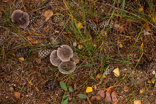 Forest floor with mushrooms and plants from above at autumn day. Autumn colors and variety.