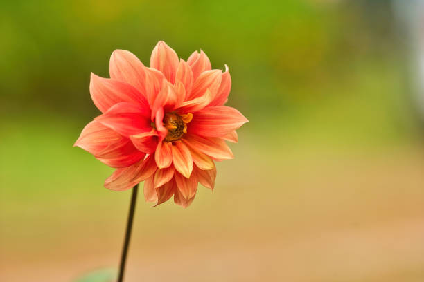 orange dahlia flower  background. Summer dahlia, macro