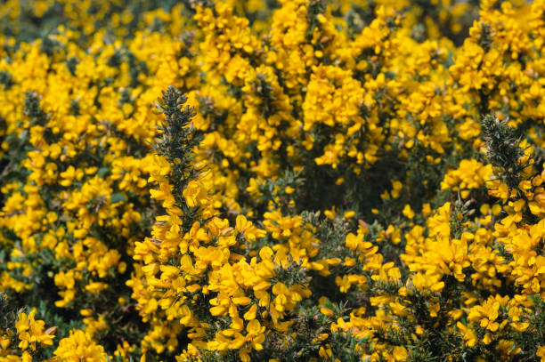 Common gorse, ulex europaeus, yellow flowers, Freshwater, Isle of Wight, Hampshire Common gorse, ulex europaeus, yellow flowers, Freshwater, Isle of Wight, Hampshire, UK ashdown forest photos stock pictures, royalty-free photos & images