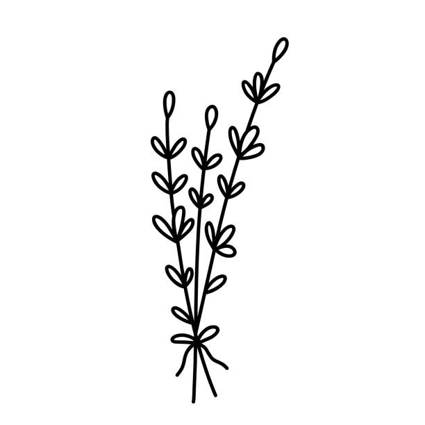 Bunch of herbs isolated on white background. Vector hand-drawn illustration in doodle style. Perfect for decorations, logo, various designs Bunch of herbs isolated on white background. Vector hand-drawn illustration in doodle style. Perfect for decorations, logo, various designs bundle illustrations stock illustrations