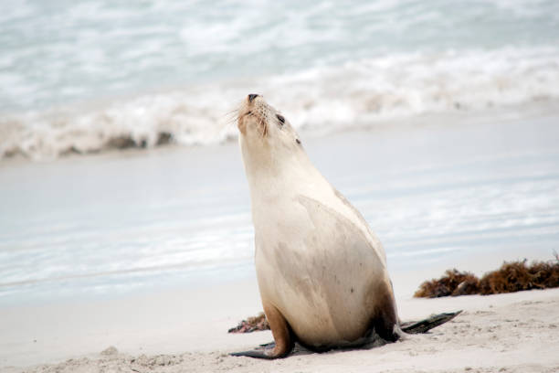 istock the sea lion is grey on the top and white on its bottom 1433295612