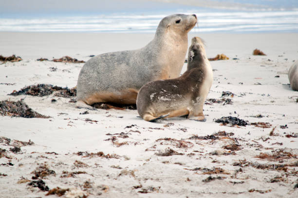 アシカは彼女の子犬と一緒にアザラシ湾で休んでいます - sea lion ストックフォトと画像