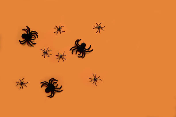 istock large and small plastic tarantula spiders on an orange background. Halloween concept. Background for a Halloween project 1433297080