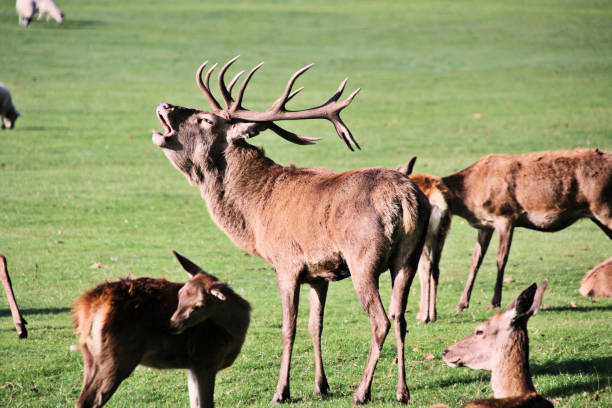 istock A view of a Red Deer 1433298426