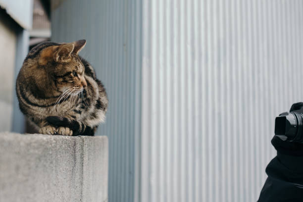 istock An image of a tabby cat that serves as a model for photographer 1433298556